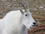 Mount Evans Colorado