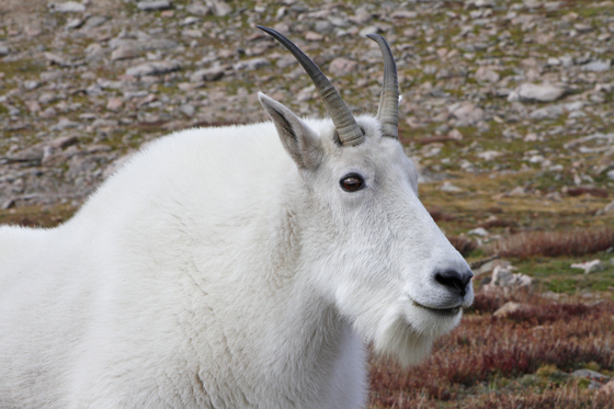 Mount Evans Colorado