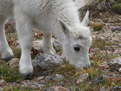 Mount Evans, Colorado