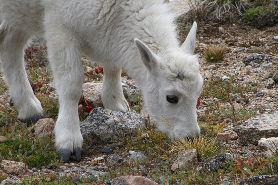 Mount Evans, Colorado