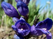 Grand Mesa National Forest
