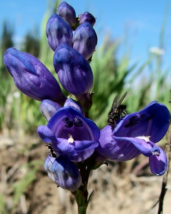 Grand Mesa National Forest