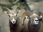 "She's Already Taken"