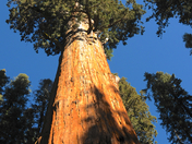 Sequoia National Park