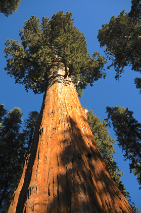 Sequoia National Park