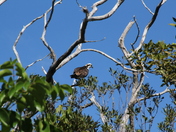 J.N. Ding Darling National Wildlife Refuge