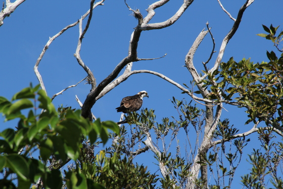 J.N. Ding Darling National Wildlife Refuge