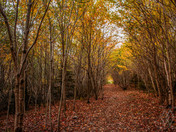 Autumn Trails