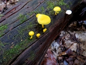 Yellow Mushroom