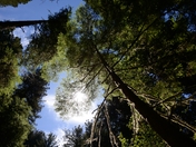 redwoods national park