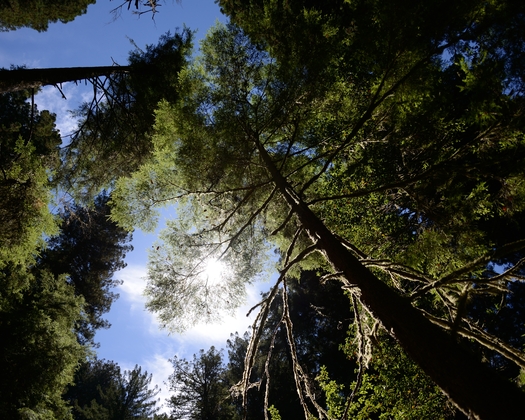 redwoods national park