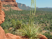 Coconino National Forest