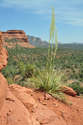Coconino National Forest
