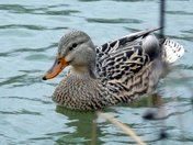 Malard Duck