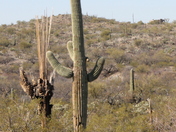 Saguaro National Park