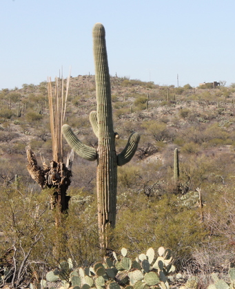 Saguaro National Park
