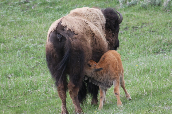 yellowstone national park