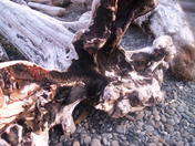 Olympic National Park