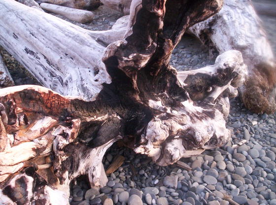 Olympic National Park