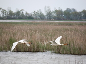 Ottawa National Wildlife Refuge