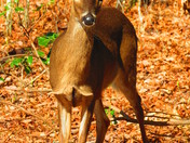 Great Smoky Mountain National Park