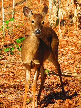 Great Smoky Mountain National Park