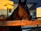 Sunset Horse
