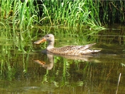 Northern Shoveler - Female