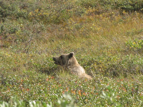 Denali National Park