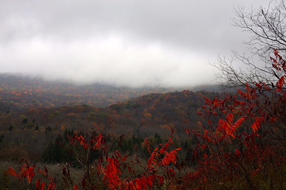 Monongahela national Forest
