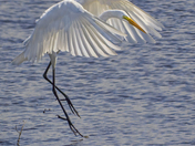 Blackwater National Wildlife Refuge