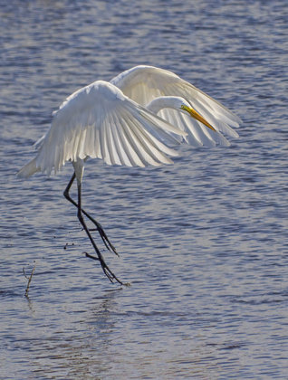 Blackwater National Wildlife Refuge