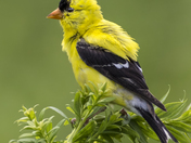 Bombay Hook National Wildlife Refuge