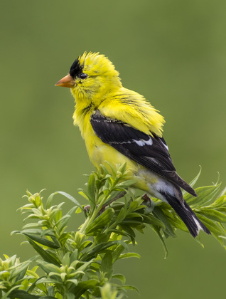 Bombay Hook National Wildlife Refuge