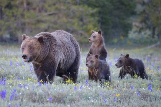 Grand Teton National Park