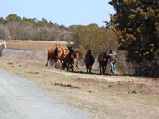 Assateague Island National Seashore