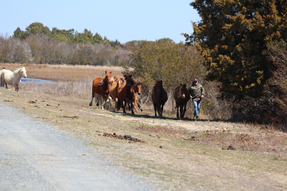 Assateague Island National Seashore