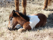 Assateague Island National Seashore