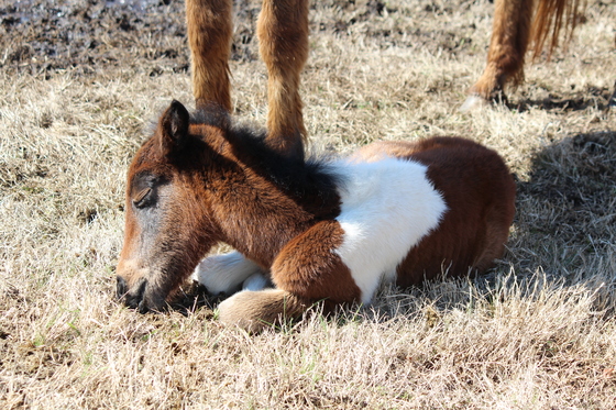 Assateague Island National Seashore