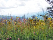Blue Ridge Parkway/Water Rock Knob