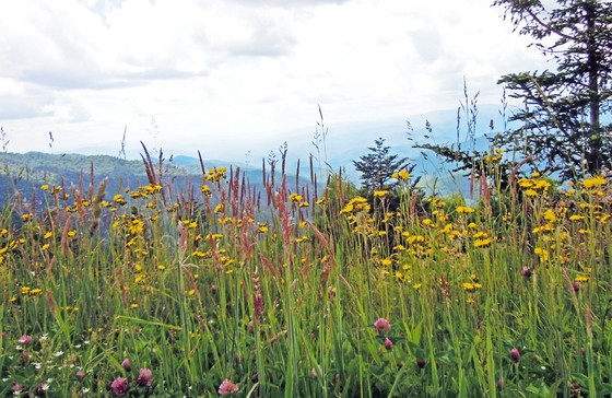 Blue Ridge Parkway/Water Rock Knob