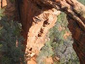 Coconino National Forest