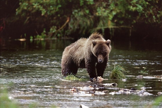 Tongass National Forest