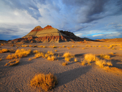 Petrified Forest National Park