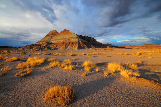 Petrified Forest National Park