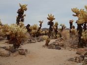 Joshua Tree National Park