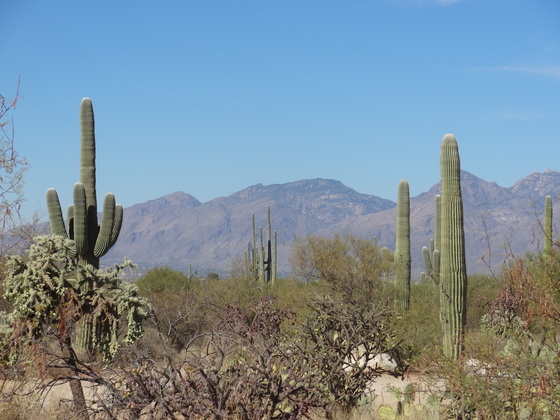 Saguaro National Park East