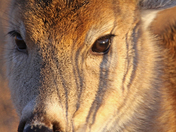 wichita mountains wildlife refuge