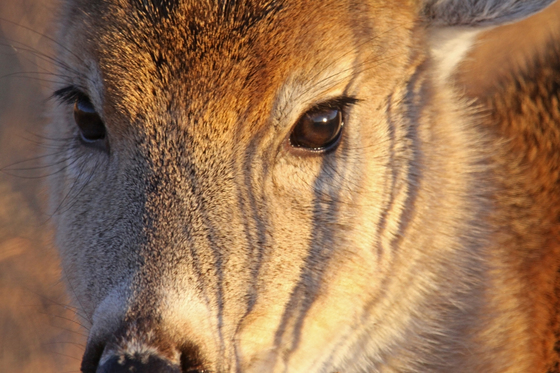 wichita mountains wildlife refuge