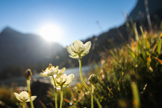 Inyo National Forest